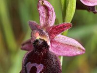 Ophrys ferrum-equinum 8, Saxifraga-Hans Dekker