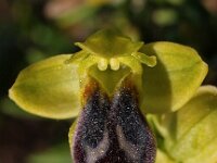 Ophrys forestieri 2, Saxifraga-Hans Dekker
