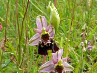 Ophrys fuciflora 23, Saxifraga-Hans Grotenhuis