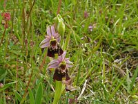 Ophrys fuciflora 24, Saxifraga-Hans Grotenhuis