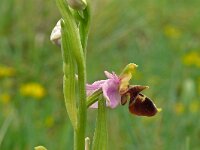 Ophrys fuciflora 28, Saxifraga-Hans Grotenhuis