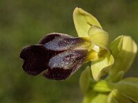 Ophrys fusca 32, Saxifraga-Willem van Kruijsbergen