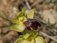 Ophrys fusca 39, Saxifraga-Willem van Kruijsbergen