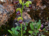 Ophrys fusca ssp bilunulata 76, Saxifraga-Ed Stikvoort