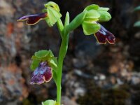 Ophrys fusca ssp bilunulata 77, Saxifraga-Ed Stikvoort