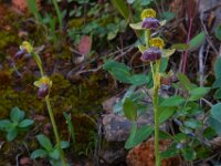 Ophrys fusca ssp bilunulata 78, Saxifraga-Ed Stikvoort