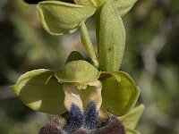 Ophrys fusca ssp creberrima 20, Saxifraga-Willem van Kruijsbergen