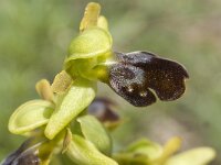 Ophrys fusca ssp fusca 40, Saxifraga-Jan van der Straaten