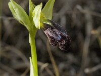 Ophrys fusca ssp fusca 42, Saxifraga-Jan van der Straaten