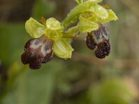Ophrys fusca ssp fusca 43, Saxifraga-Jan van der Straaten