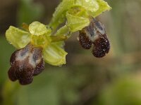Ophrys fusca ssp fusca 44, Saxifraga-Jan van der Straaten
