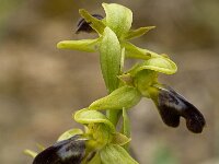 Ophrys fusca ssp fusca 62, Saxifraga-Willem van Kruijsbergen