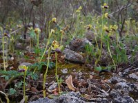 Ophrys fusca ssp fusca 82, Saxifraga-Ed Stikvoort