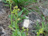 Ophrys fusca ssp fusca 86, Saxifraga-Ed Stikvoort