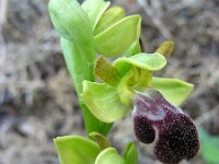 Ophrys fusca ssp fusca 87, Saxifraga-Ed Stikvoort