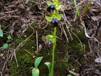 Ophrys fusca ssp fusca 88, Saxifraga-Ed Stikvoort