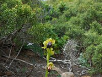 Ophrys fusca ssp fusca 89, Saxifraga-Ed Stikvoort