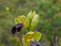Ophrys fusca ssp fusca 92, Saxifraga-Ed Stikvoort
