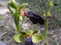 Ophrys fusca ssp iricolor 102, Regenboogophrys, Saxifraga-Ed Stikvoort : s10 cyprus
