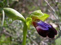 Ophrys fusca ssp iricolor 97, Regenboogophrys, Saxifraga-Ed Stikvoort : cp4500 cyprus disc 1