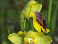 Ophrys helenica 2, Saxifraga-Hans Dekker