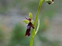 Ophrys insectifera 11, Vliegenorchis, Saxifraga-Willem van Kruijsbergen