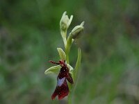 Ophrys insectifera 16, Vliegenorchis, Saxifraga-Willem van Kruijsbergen