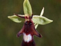 Ophrys insectifera 26, Vliegenorchis, Saxifraga-Hans Dekker