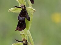 Ophrys insectifera 34, Vliegenorchis, Saxifraga-Willem van Kruijsbergen