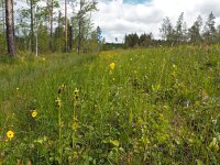 Ophrys insectifera 58, Vliegenorchis, Saxifraga-Hans Dekker