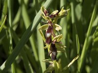 Ophrys insectifera 67, Vliegenorchis, Saxifraga-Willem van Kruijsbergen