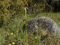 Ophrys insectifera 72, Vliegenorchis, Saxifraga-Ed Stikvoort