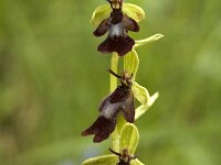 Ophrys insectifera 8, Vliegenorchis, Saxifraga-Jan van der Straaten