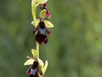 Ophrys insectifera 80, Vliegenorchis, Saxifraga-Willem van Kruijsbergen