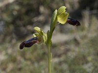 Ophrys iricolor 15, Saxifraga-Willem van Kruijsbergen