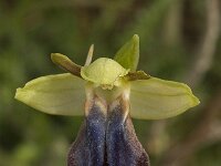 Ophrys iricolor 20, Saxifraga-Willem van Kruijsbergen