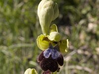 Ophrys iricolor : Gebied, Israel, Ophrys, Orchid, www.Saxifraga.nl