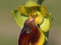 Ophrys lepida 3, Saxifraga-Hans Dekker