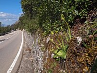 Ophrys lupercalis 11, Saxifraga-Hans Dekker