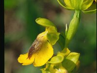 Ophrys lutea 11, Saxifraga-Eugen Schaub