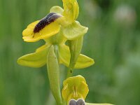 Ophrys lutea 2, Saxifraga-Jan van der Straaten