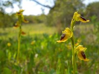 Ophrys lutea 71, Saxifraga-Ed Stikvoort