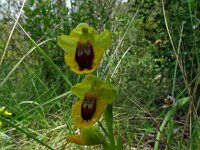 Ophrys lutea 89, Saxifraga-Hans Grotenhuis