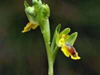 Ophrys lutea ssp quarteirae 61, Saxifraga-Hans Dekker