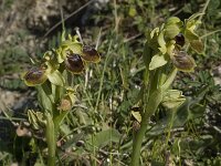 Ophrys melena 2, Saxifraga-Willem van Kruijsbergen