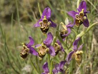 Ophrys scolopax 28, Saxifraga-Jan van der Straaten