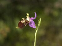 Ophrys scolopax ssp cornuta 27, Saxifraga-Jan van der Straaten
