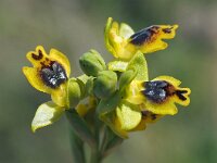Ophrys sicula 24, Saxifraga-Hans Dekker