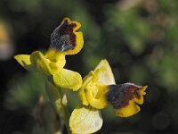 Ophrys sicula 25, Saxifraga-Hans Dekker