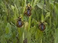 Ophrys speculum 16, Saxifraga-Jan van der Straaten